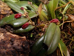 Dresslerella hispida