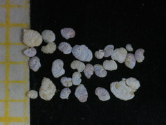 Peneroplis planatus