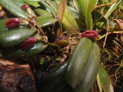 Dresslerella hispida