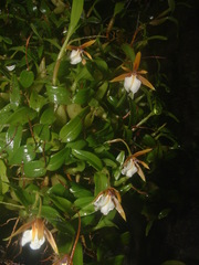 Sobralia fragrans