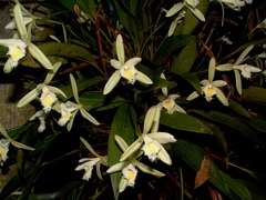 Sobralia fragrans