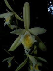 Sobralia fragrans