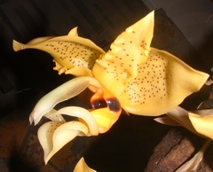 Stanhopea gibbosa