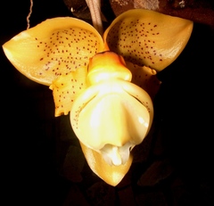 Stanhopea gibbosa
