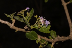 Ehretia obtusifolia