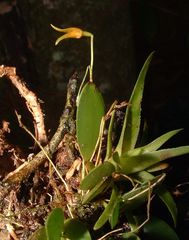 Specklinia corniculata