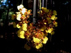 Trichocentrum cebolleta