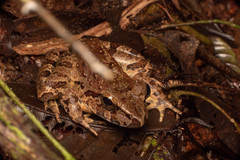 Limnonectes leporinus