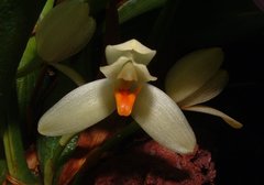 Maxillaria hedwigiae