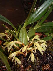 Maxillaria friedrichsthalii
