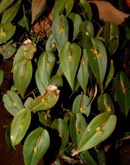 Pleurothallis homalantha