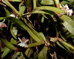 Scaphyglottis prolifera