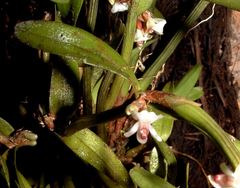 Scaphyglottis prolifera