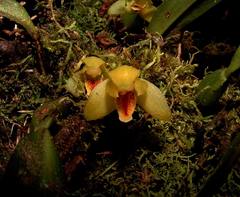 Maxillaria rufescens