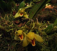 Maxillaria rufescens