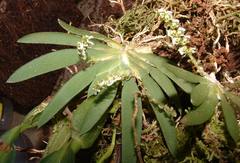 Ornithocephalus bicornis