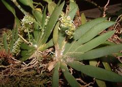 Ornithocephalus bicornis