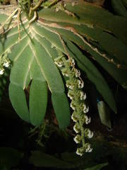 Ornithocephalus bicornis