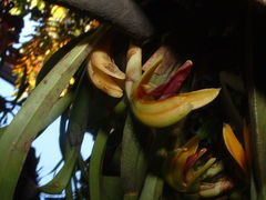 Maxillaria aciantha