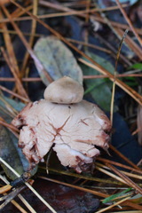 Geastrum rufescens