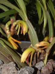 Maxillaria aciantha