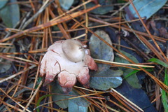 Geastrum rufescens