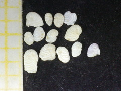 Peneroplis planatus