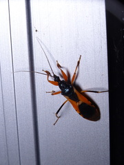 Ectomocoris ornatus