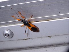 Ectomocoris ornatus
