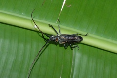 Batocera davidis