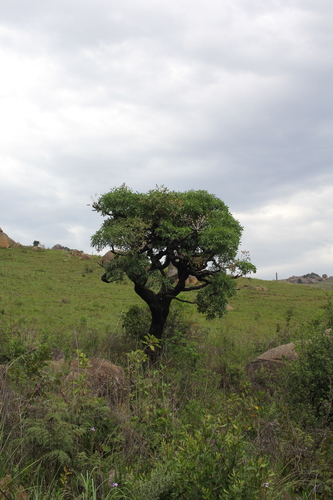 Cussonia spicata image