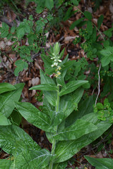 Digitalis viridiflora