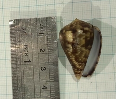 Conus catus