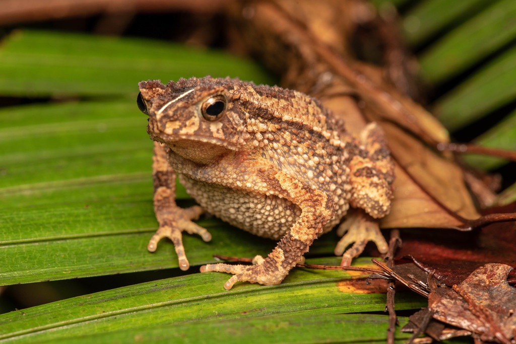 Crested Toad