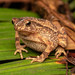 Crested Toad - Photo (c) Bob Zakaria, some rights reserved (CC BY-NC), uploaded by Bob Zakaria