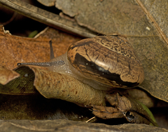 Nitor pudibundus