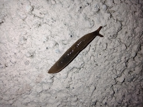 slizniak (Deroceras)