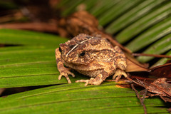 Ingerophrynus divergens