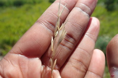 Melica racemosa