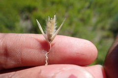 Melica racemosa