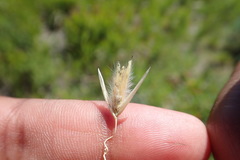 Melica racemosa