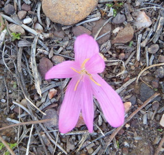 Colchicum filifolium