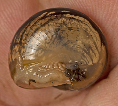 Nitor pudibundus