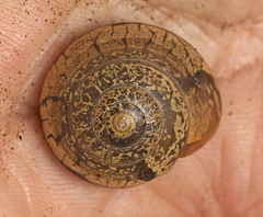 Nitor pudibundus