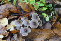 Mycena polygramma