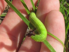 Melanitis leda bankia