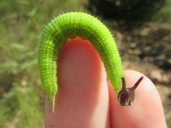 Melanitis leda bankia