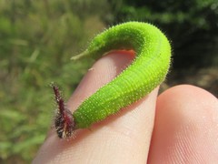 Melanitis leda bankia