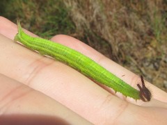 Melanitis leda bankia