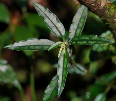 Polygala arcuata